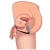 Prostatic Play Explorer II Prostate Stimulator And Cock Ring - Стимулятор простати, 8,8х3,1 см (черный) Prostatic Play Explorer II Prostate Stimulator And Cock Ring - Стимулятор простати, 8,8х3,1 см (черный)