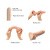 Strap-On-Me Sliding Skin Realistic Dildo - Фаллоимитатор, 15 х 4.3 см, (XL) (телесный) Strap-On-Me Sliding Skin Realistic Dildo - Фаллоимитатор, 15 х 4.3 см, (XL) (телесный)